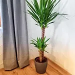 Am Wald Apartment
